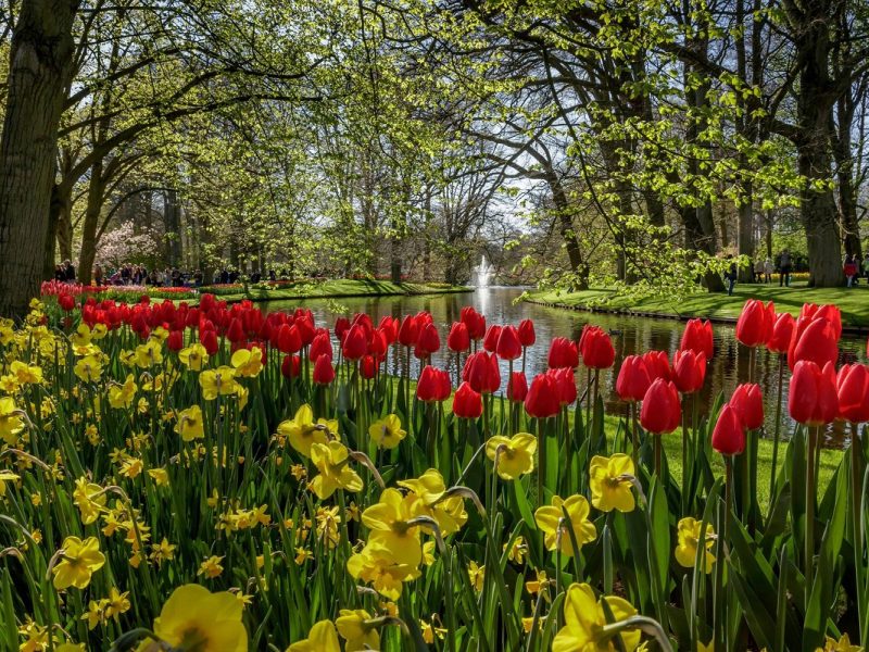 Busreise zur Tulpenblüte nach Holland