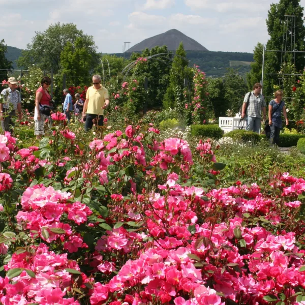Tagesfahrt Berg- und Rosenfest