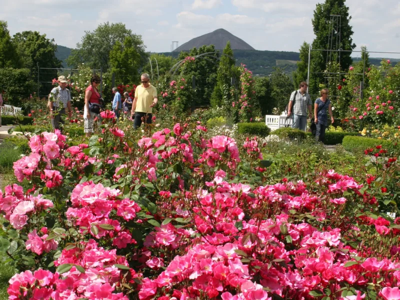 Tagesfahrt Berg- und Rosenfest