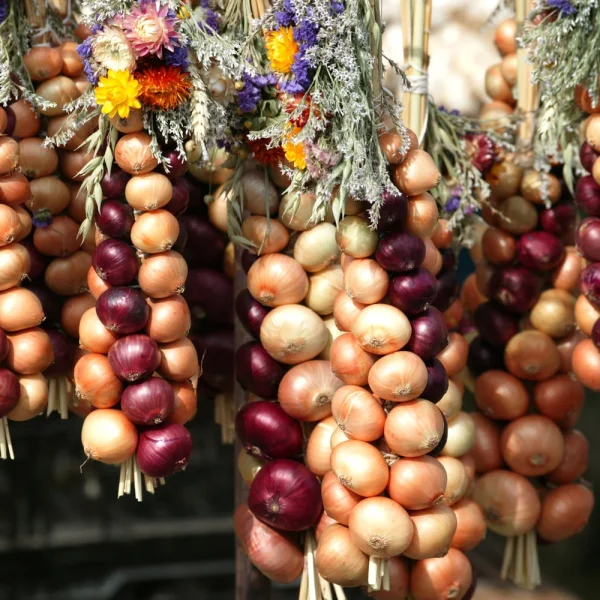 Tagesfahrt Weimarer Zwiebelmarkt - Weimarer Zwiebelmarkt © Matthias Kaiser - Thüringer Tourismus GmbH