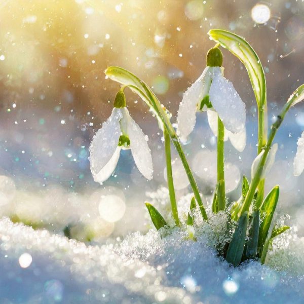 Busreise Zauber der Schneeglöckchen