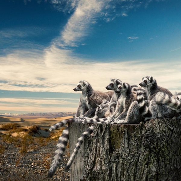 Baobabs und Lemuren - Madagaskar entdecken