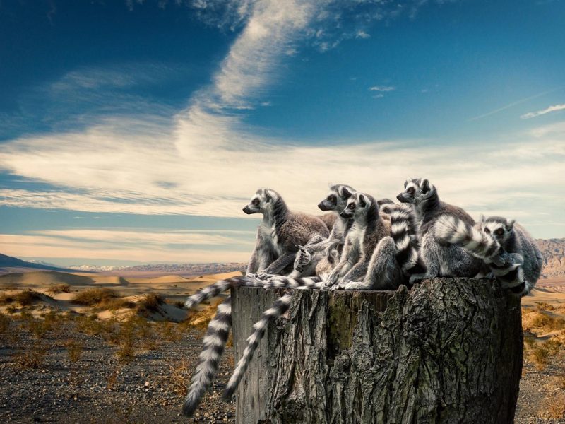 Baobabs und Lemuren - Madagaskar entdecken