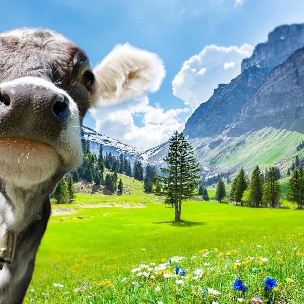 Osttiroler Alpenwunder