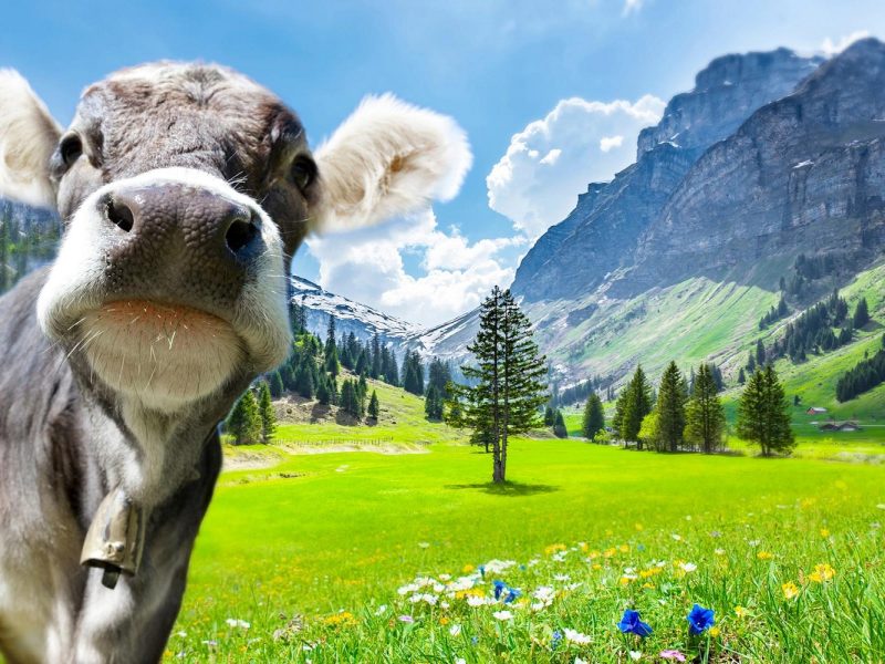 Osttiroler Alpenwunder