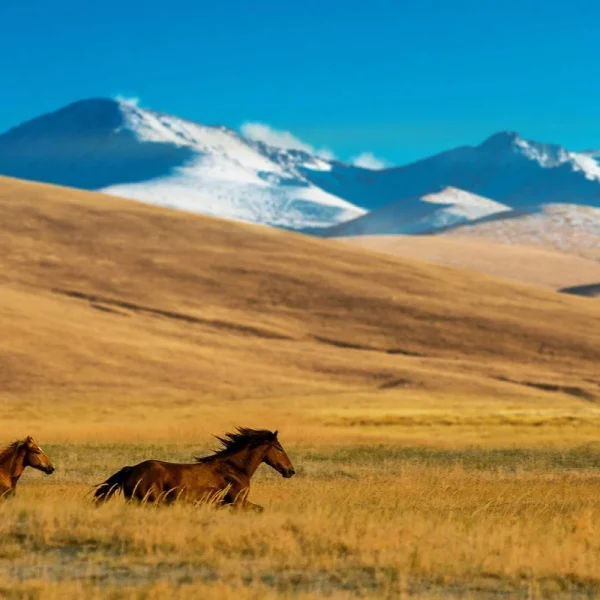 Kasachstan Entdeckungsreise ins Land der modernen Nomaden