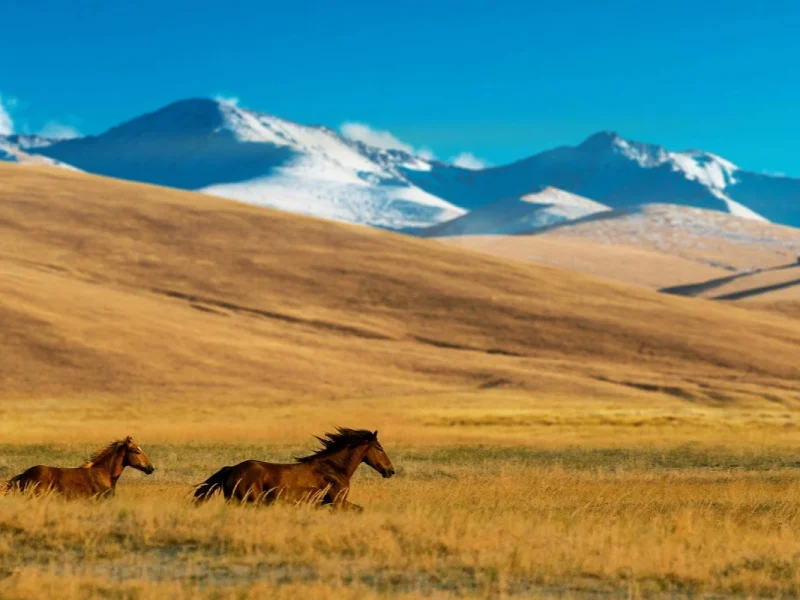 Kasachstan Entdeckungsreise ins Land der modernen Nomaden